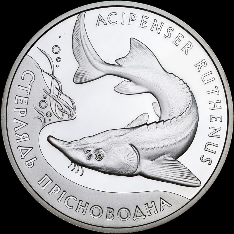 Серебряная монета Стерлядь пресноводная 10 гривен 2012 Украина